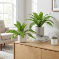 Nest bregne kunstige planter i grønt 5,5×22cm 2stk | Floristik24.no