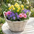 Kurv med håndtak Chipkurv plantekurv hvitet Ø18cm H12cm | Floristik24.no