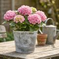 Shabby Chic blomsterpotte, metallplanter, hjerteformet, Ø22 cm, H17,5 cm | Floristik24.no