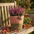Betong blomsterpotteplanter terrakottapotte Ø18cm H17cm | Floristik24.no