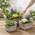Plantekurv med håndtak, firkantet kurvskål, naturlig plantekasse for planting shabby chic vasket hvit L30/25,5/21 cm H12/11/10 cm sett med 3 | Floristik24.no
