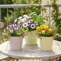 Bøtte til planting, blomsterkasse med håndtak, metalldekorasjon rosa/grønn/gul shabby chic Ø16,5 cm H15 cm 3-delt sett | Floristik24.no