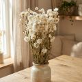 Kamille Tørkede blomster Dekorasjon Blomster Hvit bunt 65cm 50g | Floristik24.no