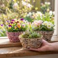 Plantekurv sjøgresskurv vannhyasint plantekasse oval 20,5cm 3 stk | Floristik24.no