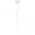 Floristik24 Hagepluggblomst, hagedekorasjon, planteplugg laget av metall shabby chic hvit, sølv L52cm Ø10cm 2stk