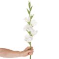 Kunstig gladiolus, lang stilk, til vaser, 88 cm | Floristik24.no