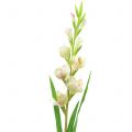 Floristik24 Gladiolus hvit 93cm