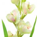 Floristik24 Gladiolus hvit 93cm