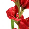 Floristik24 Gladiolus Rød 93cm