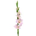 Floristik24 Gladiolus krem-lilla 86cm