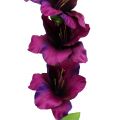 Floristik24 Gladiolus mørk lilla 86cm