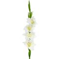 Floristik24 Gladiolus hvit 86cm kunstig