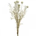 Floristik24 Tørt gress kunstig pampas gress allium krem, beige H60cm