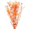 Floristik24 Tørkede blomsterbuketter med babypust Gypsophila 75 cm 100 g