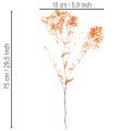Tørkede blomsterbuketter med babypust Gypsophila 75 cm 100 g | Floristik24.no