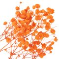 Tørkede blomsterbuketter med babypust Gypsophila 75 cm 100 g | Floristik24.no