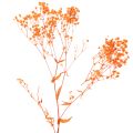 Tørkede blomsterbuketter med