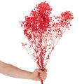 Tørket babypust (Gypsophila) bunt 75 cm 100 g | Floristik24.no