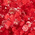 Tørket babypust (Gypsophila) bunt 75 cm 100 g | Floristik24.no