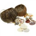 Floristik24 Kokosbolle med skall, naturlig planteskål, kokosnøtt som hengende kurv Ø13,5/11,5cm, sett med 2 stk.