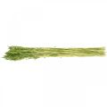 Floristik24 Tørket havre grønn korn rustikk tørr dekorasjon 70cm bunt på 100g