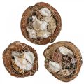 Floristik24 Halvt kokosnøttskall deco-skall snegleskall deco 18–19cm 3stk