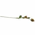 Hasselnøttgren grønn / brun 84cm | Floristik24.no