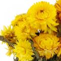 Floristik24 Strawflower gul tørkede tørkede blomster dekorativ bunt 75g