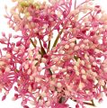 Floristik24 Elderflower gren rosa-hvit L 55cm 4stk