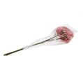 Floristik24 Elderflower gren rosa-hvit L 55cm 4stk