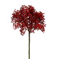 Floristik24 Elderflower gren rød 55cm 4stk