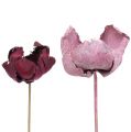 Floristik24 Treblomst, Palmekoppblanding Rosa-lyng 25stk