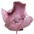 Floristik24 Treblomst, Palmekoppblanding Rosa-lyng 25stk