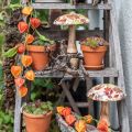 Tresopp deco høstløv hvit, fargerik høstdekor Ø13cm H19cm | Floristik24.no