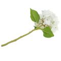 Floristik24 Dekorativ hortensia hvit 36cm