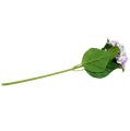 Floristik24 Hortensia lilla-hvit 60cm