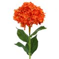 Floristik24 Hortensia oransje 80cm 1st