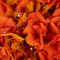 Hortensia, konservert og