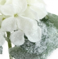 Floristik24 Hortensia hvit med snøeffekt 25cm