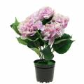 Floristik24 Silkeblomster hortensia i en gryte lilla 35cm