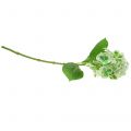 Floristik24 Hortensia kunstig grønn, hvit 68cm