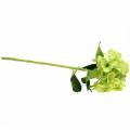 Floristik24 Hortensia grønn 54cm