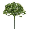 Floristik24 Hortensia knopp pick 22cm grønn 12stk