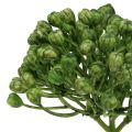 Floristik24 Hortensia knopp pick 22cm grønn 12stk
