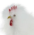 Floristik24 Deko sett kyllinger 13cm og 15cm hvit