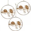 Floristik24 Metallpendel, pinnsvin på gren, høstdekorasjon, dekorativ ring, rustfritt stålramme Ø15,5cm 3stk
