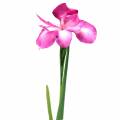 Floristik24 Iris kunstig rosa 78cm