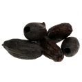 Floristik24 Kakaopods naturlig 10-18cm 15stk