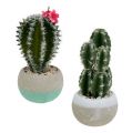 Floristik24 Kaktus i gryteblanding H13cm 4stk