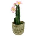 Floristik24 Kaktus i en gryte med blomsterrosa H 21cm